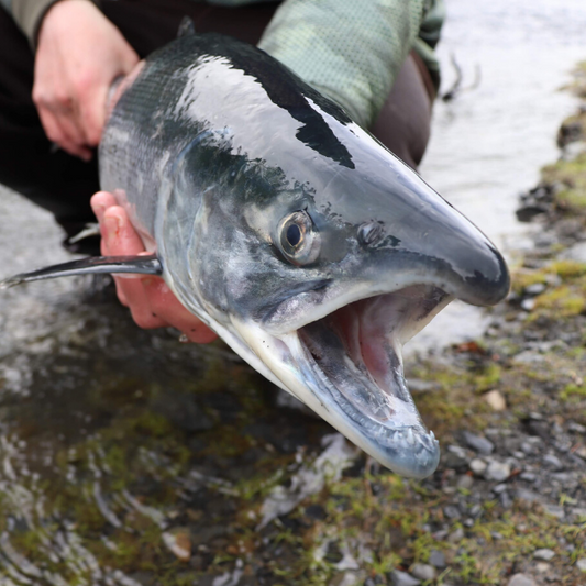 How to Fish The Russian River