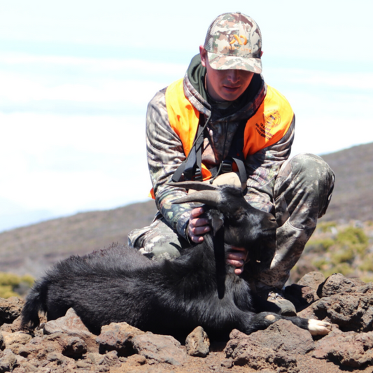Successful DIY Maui Goat Bow Hunt for Our Honeymoon