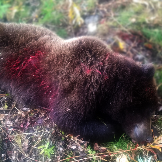 A Moose Hunt Turned Into a Deadly Encounter in Southcentral Alaska